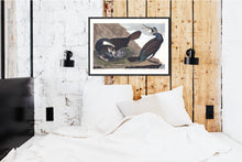 Load image into Gallery viewer, Common Cormorant Print by John Audubon