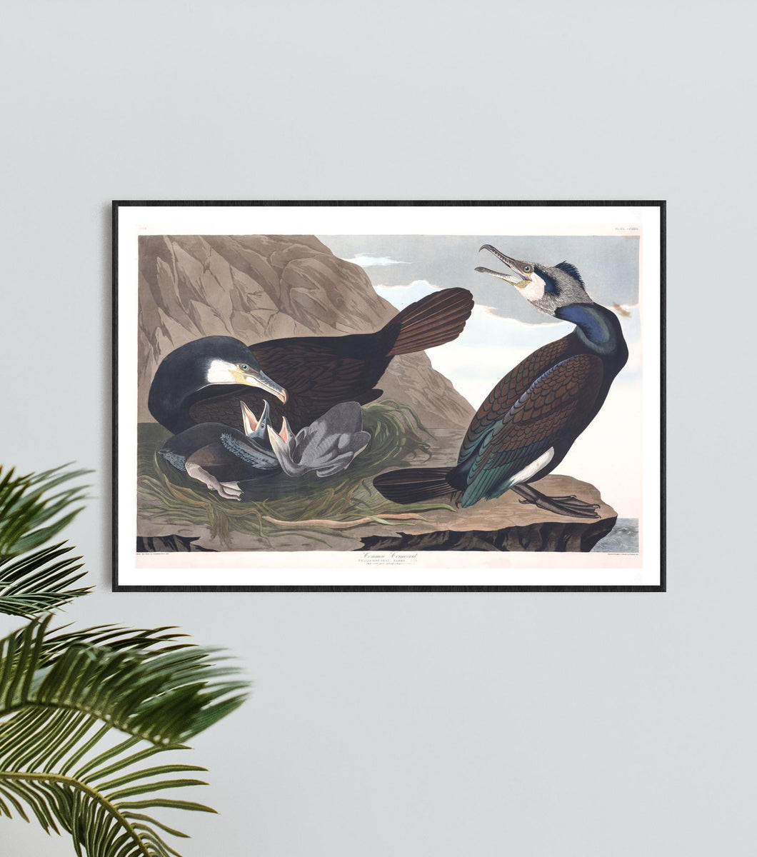 Common Cormorant Print by John Audubon