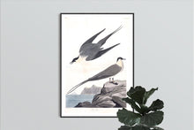 Load image into Gallery viewer, Artic Yager Print by John Audubon