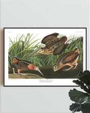 Load image into Gallery viewer, American Woodcock Print by John Audubon