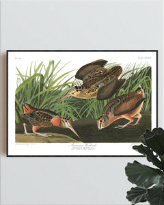 American Woodcock Print by John Audubon