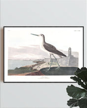 Load image into Gallery viewer, Greenshank Print by John Audubon