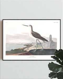 Greenshank Print by John Audubon
