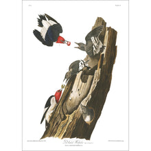 Load image into Gallery viewer, Red Headed Woodpecker Print by John Audubon