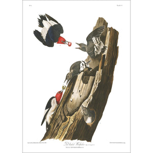 Red Headed Woodpecker Print by John Audubon