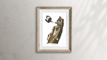 Load image into Gallery viewer, Red Headed Woodpecker Print by John Audubon