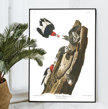 Load image into Gallery viewer, Red Headed Woodpecker Print by John Audubon
