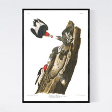 Load image into Gallery viewer, Red Headed Woodpecker Print by John Audubon