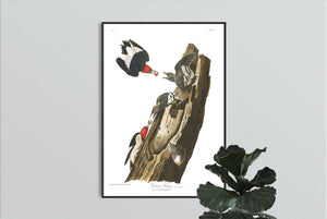 Red Headed Woodpecker Print by John Audubon