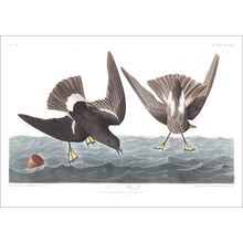 Load image into Gallery viewer, Wilson&#39;s Petrel Print by John Audubon