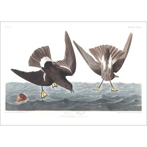 Wilson's Petrel Print by John Audubon