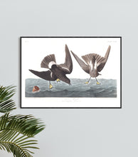Load image into Gallery viewer, Wilson&#39;s Petrel Print by John Audubon