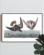 Load image into Gallery viewer, Wilson&#39;s Petrel Print by John Audubon