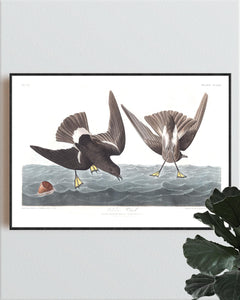 Wilson's Petrel Print by John Audubon