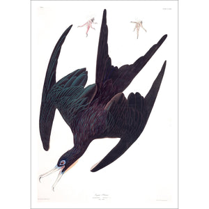 Frigate Pelican Print by John Audubon