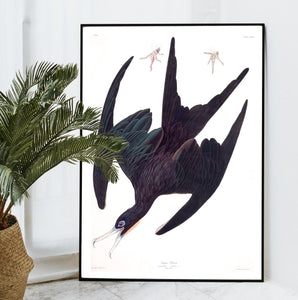 Frigate Pelican Print by John Audubon