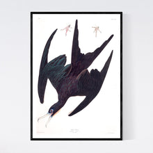Load image into Gallery viewer, Frigate Pelican Print by John Audubon
