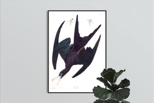 Frigate Pelican Print by John Audubon