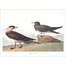 Load image into Gallery viewer, Richardson&#39;s Jager Print by John Audubon