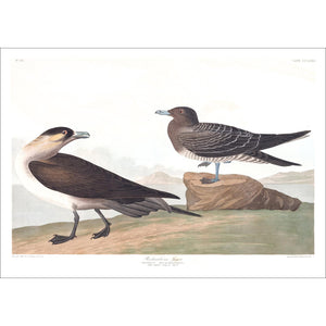 Richardson's Jager Print by John Audubon
