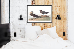 Richardson's Jager Print by John Audubon