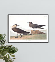 Load image into Gallery viewer, Richardson&#39;s Jager Print by John Audubon