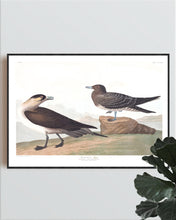 Load image into Gallery viewer, Richardson&#39;s Jager Print by John Audubon