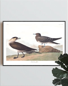 Richardson's Jager Print by John Audubon