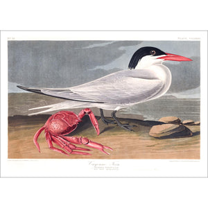 Cayenne Tern Print by John Audubon