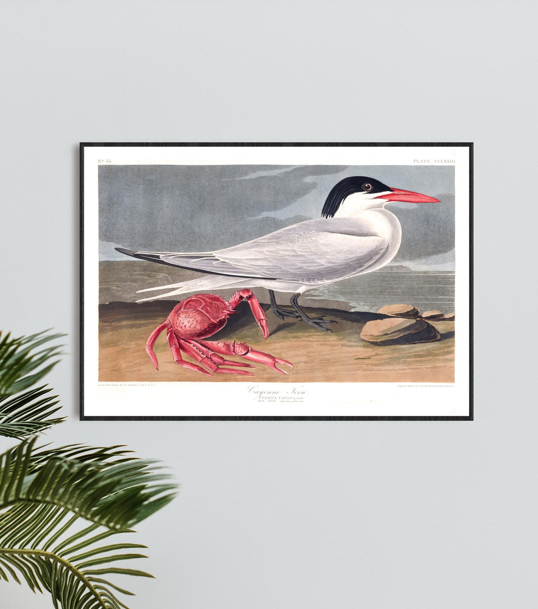 Cayenne Tern Print by John Audubon