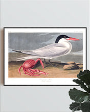 Load image into Gallery viewer, Cayenne Tern Print by John Audubon