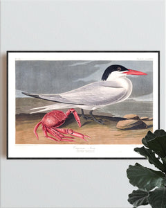Cayenne Tern Print by John Audubon