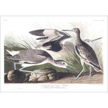 Load image into Gallery viewer, Semipalmated Snipe or WIllet Print by John Audubon
