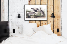 Load image into Gallery viewer, Semipalmated Snipe or WIllet Print by John Audubon