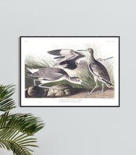 Load image into Gallery viewer, Semipalmated Snipe or WIllet Print by John Audubon