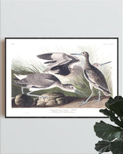 Load image into Gallery viewer, Semipalmated Snipe or WIllet Print by John Audubon