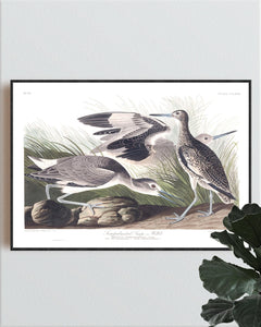 Semipalmated Snipe or WIllet Print by John Audubon