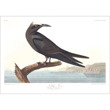 Load image into Gallery viewer, Noddy Tern Print by John Audubon