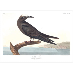 Noddy Tern Print by John Audubon