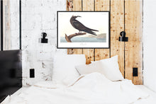 Load image into Gallery viewer, Noddy Tern Print by John Audubon