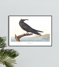 Load image into Gallery viewer, Noddy Tern Print by John Audubon