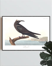 Load image into Gallery viewer, Noddy Tern Print by John Audubon