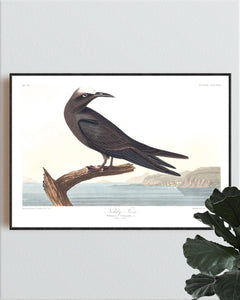 Noddy Tern Print by John Audubon