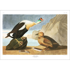 King Duck Print by John Audubon