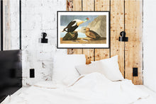 Load image into Gallery viewer, King Duck Print by John Audubon