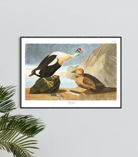 Load image into Gallery viewer, King Duck Print by John Audubon