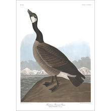 Load image into Gallery viewer, Hutchin&#39;s Barnacle Goose Print by John Audubon