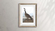 Load image into Gallery viewer, Hutchin&#39;s Barnacle Goose Print by John Audubon