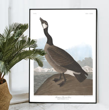 Load image into Gallery viewer, Hutchin&#39;s Barnacle Goose Print by John Audubon