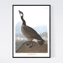 Load image into Gallery viewer, Hutchin&#39;s Barnacle Goose Print by John Audubon